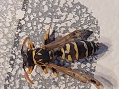 Polistes dominula
