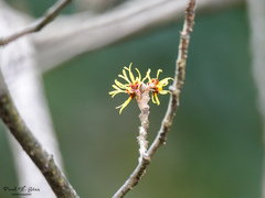 Hamamelis mollis
