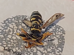 Polistes dominula