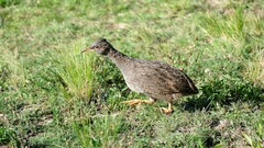 Nothoprocta pentlandii