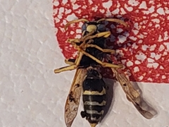 Polistes dominula
