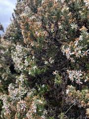 Diplostephium ericoides