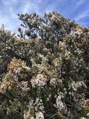 Diplostephium ericoides