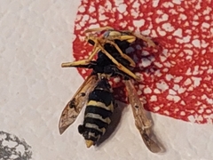 Polistes dominula