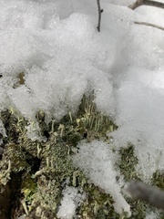 Cladonia fimbriata