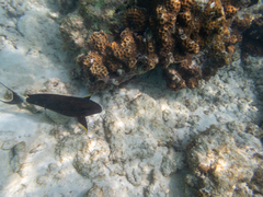 Acanthurus nigricauda