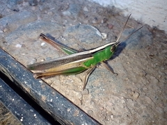 Staurorhectus longicornis