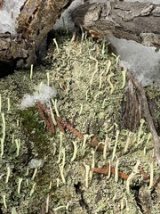 Cladonia fimbriata