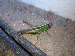 Staurorhectus longicornis