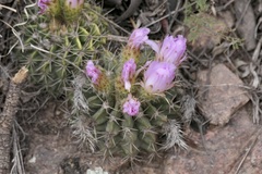 Acanthocalycium spiniflorum