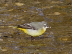 Motacilla cinerea