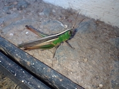 Staurorhectus longicornis