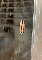 Creatonotos