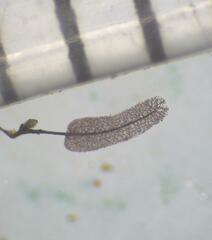 Stemonitopsis hyperopta