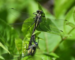 Hylogomphus adelphus