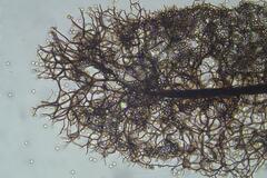 Stemonitopsis hyperopta