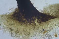 Stemonitopsis hyperopta