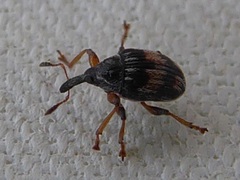 Nanophyes marmoratus