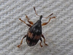 Nanophyes marmoratus