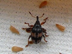 Nanophyes marmoratus