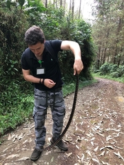 Lampropeltis micropholis