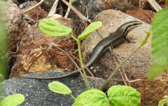 Marisora brachypoda