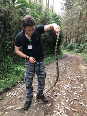 Lampropeltis micropholis