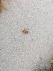 Hippolyte coerulescens