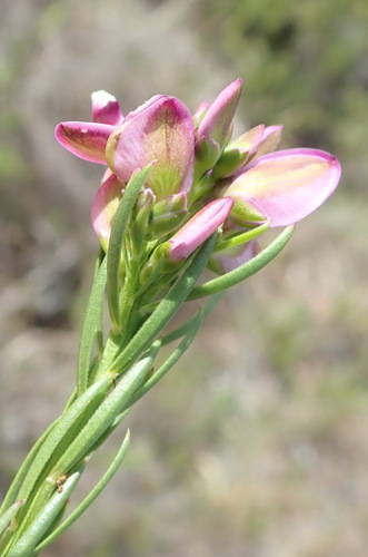 Image of Polygala ericifolia by (c) Nicola van Berkel, some rights reserved (CC BY-SA)