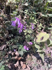 Salvia carnea