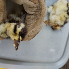 Dendrocygna autumnalis