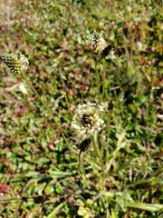 Plantago lanceolata