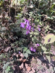 Salvia carnea