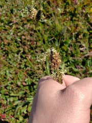 Plantago lanceolata