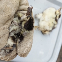 Dendrocygna autumnalis