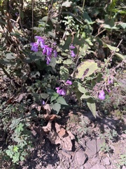 Salvia carnea