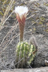 Trichocereus candicans