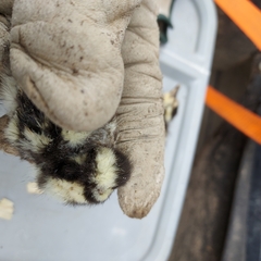 Dendrocygna autumnalis