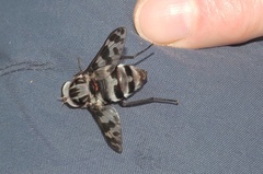 Pelecorhynchus nigripennis
