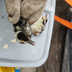 Dendrocygna autumnalis