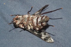 Pelecorhynchus nigripennis