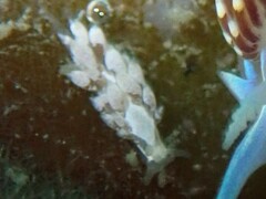 Trinchesia albocrusta