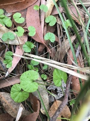 Dichondra repens