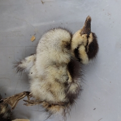 Dendrocygna autumnalis