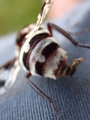 Pelecorhynchus nigripennis