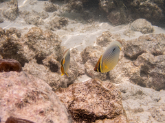 Chaetodon trifasciatus