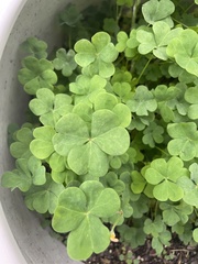 Oxalis dillenii