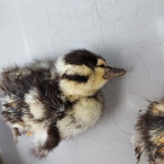 Dendrocygna autumnalis