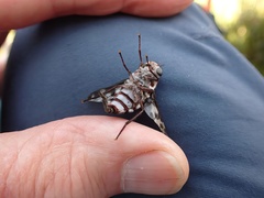 Pelecorhynchus nigripennis