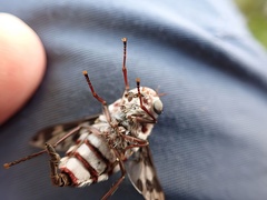 Pelecorhynchus nigripennis